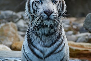 La Barben Animal Park