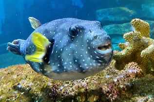 Amnéville Aquarium: Fast Track Ticket
