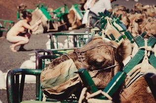 Maspalomas Dunes Camel Ride