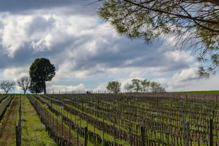 Guided Winery Tour and Private Tasting in Montefalco