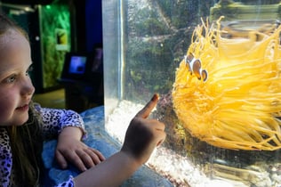 SEA LIFE Great Yarmouth: Entry Ticket
