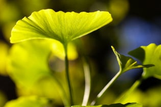 Herbs, Botanicals and Spices Tour