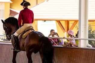 Portuguese School of Equestrian Art: Morning Training