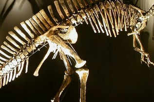 Natural History Museum of Venice: Entry Ticket