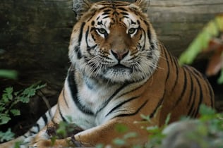 Pistoia Zoological Garden: Fast Track Ticket