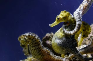 Grove Aquarium: Entry Ticket