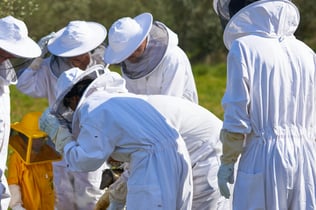Beekeper Experience and Honey Tasting at Abellaires Empordanesos