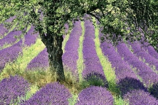 Gorges of Verdon and Fields of Lavender Tour