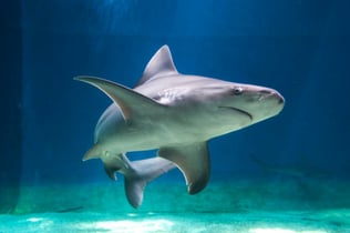Sea Pass: Aquarium of Genoa & Galata Museum Entry Ticket + Harbor Boat Tour