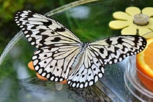 두바이 나비 정원: 입장권