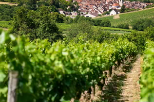 Burgundy: Wine Day Trip from Paris