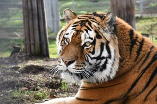 From Krakow: Zoo Trip with Transfer