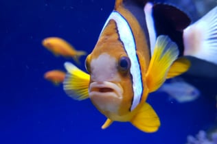Aquarium of Naples: Entry Ticket