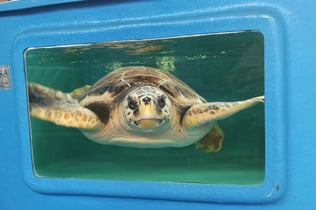Turtle Point: Entry Ticket