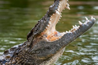 두바이 악어 공원: 입장권