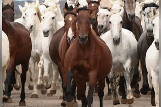 Sevilla Equestrian: The Story of A Champion