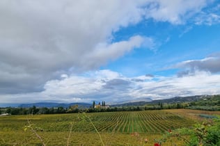 Lake Garda: Wine Tasting + Bardolino Vineyard Tour
