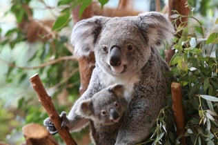 ZooParc de Beauval: Entry Ticket