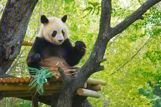 Zoo Aquarium Madrid: Skip The Line Ticket