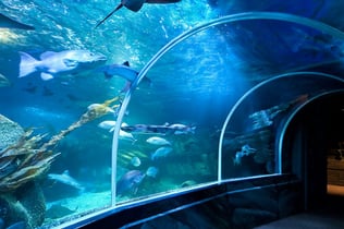SEA LIFE Berlin: Entry Ticket