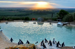 ZSL Whipsnade Zoo: Entry Ticket