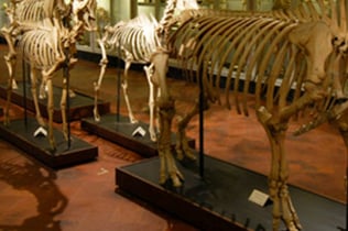 Museum of Natural History La Specola: Skip The Line