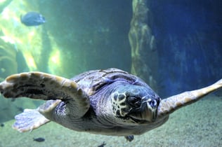 Aquarium of Cala Gonone: Entry Ticket