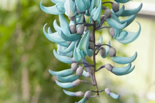Hortus Botanicus Leiden: Skip The Line Ticket