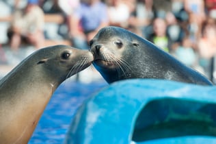 Marineland Mallorca: Skip The Line Ticket