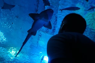 Seville Aquarium: Entry Ticket