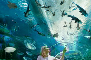 Poema del Mar - Aquarium Gran Canaria: Skip The Line Ticket