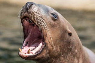 Dolfinarium: Entry Ticket
