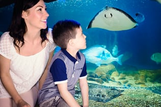 SEA LIFE BLANKENBERGE: Entrébiljett