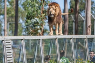 Zoo Santo Inácio: Skip The Line Ticket