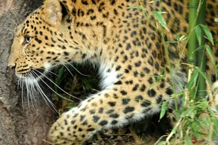 Ménagerie, Zoo of the Jardin des Plantes: Skip The Line