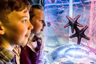 SEA LIFE Brighton: Standard Ticket