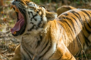 Wow Safari Thoiry: Skip The Line