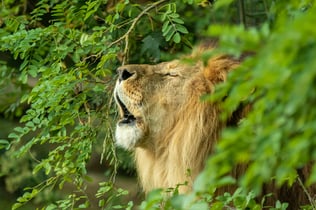 Bioparc – Zoo de Doué-la-Fontaine: Skip The Line