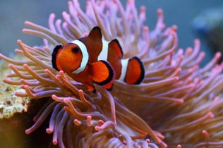 SEA LIFE Paris Aquarium