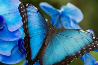 Benalmadena Butterfly Park: Entry Ticket
