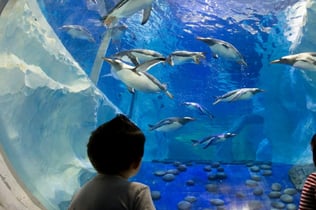 Seaquarium Le Grau-du-Roi: Entry Ticket