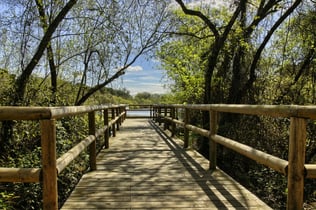 Doñana National Park & El Rocío: Day Trip from Seville
