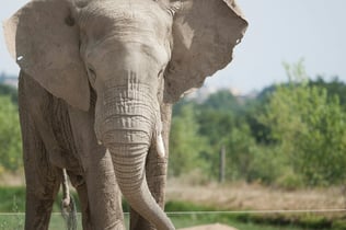 Safari de Peaugres: Entry Ticket