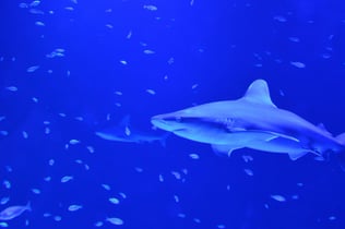 Atlantis Aquarium Madrid: Skip The Line Ticket