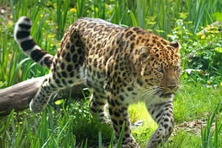 Zoo des Sables-d'Olonne: Entry Ticket