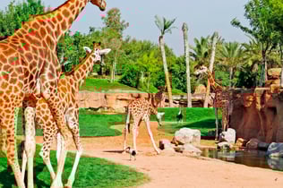 Bioparc Valencia: Fast Track Ticket