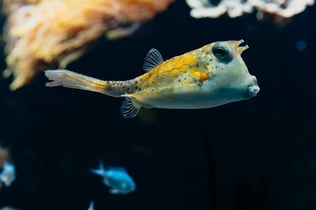 Aquarium du Grand Lyon: Entry Ticket